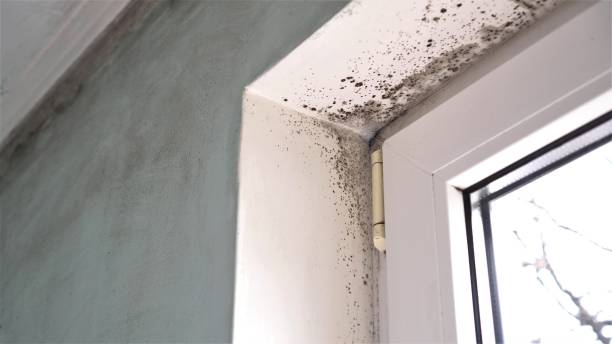Best Mold Damage Restoration  in Johnson City, TX