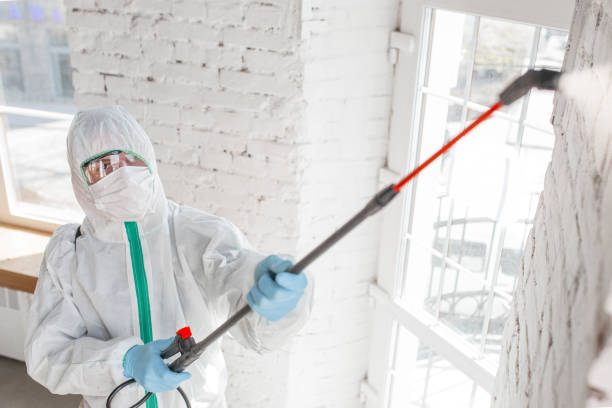 Best Mold Documentation for Insurance Claims  in Johnson City, TX