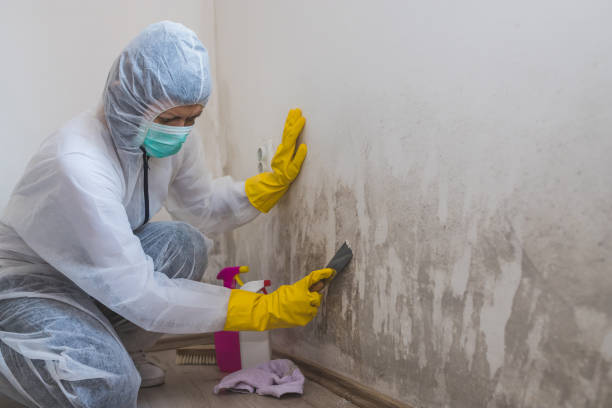 Environmental Consulting for Mold Prevention in Johnson City, TX