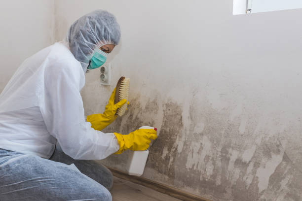 Best Attic Mold Removal  in Johnson City, TX