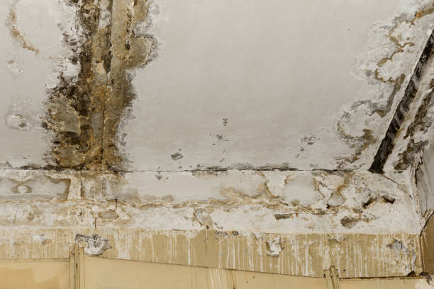 Mold Remediation for Rental Properties in Johnson City, TX