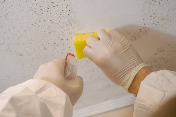 Best Emergency Mold Remediation  in Johnson City, TX