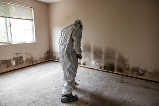 Best Attic Mold Removal  in Johnson City, TX