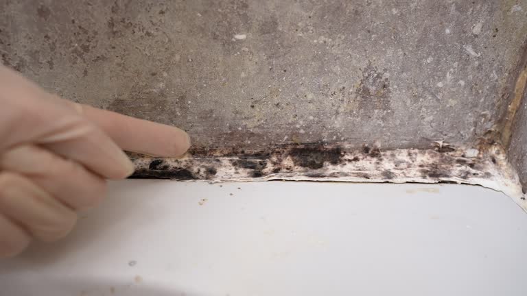 Best Black Mold Removal  in Johnson City, TX